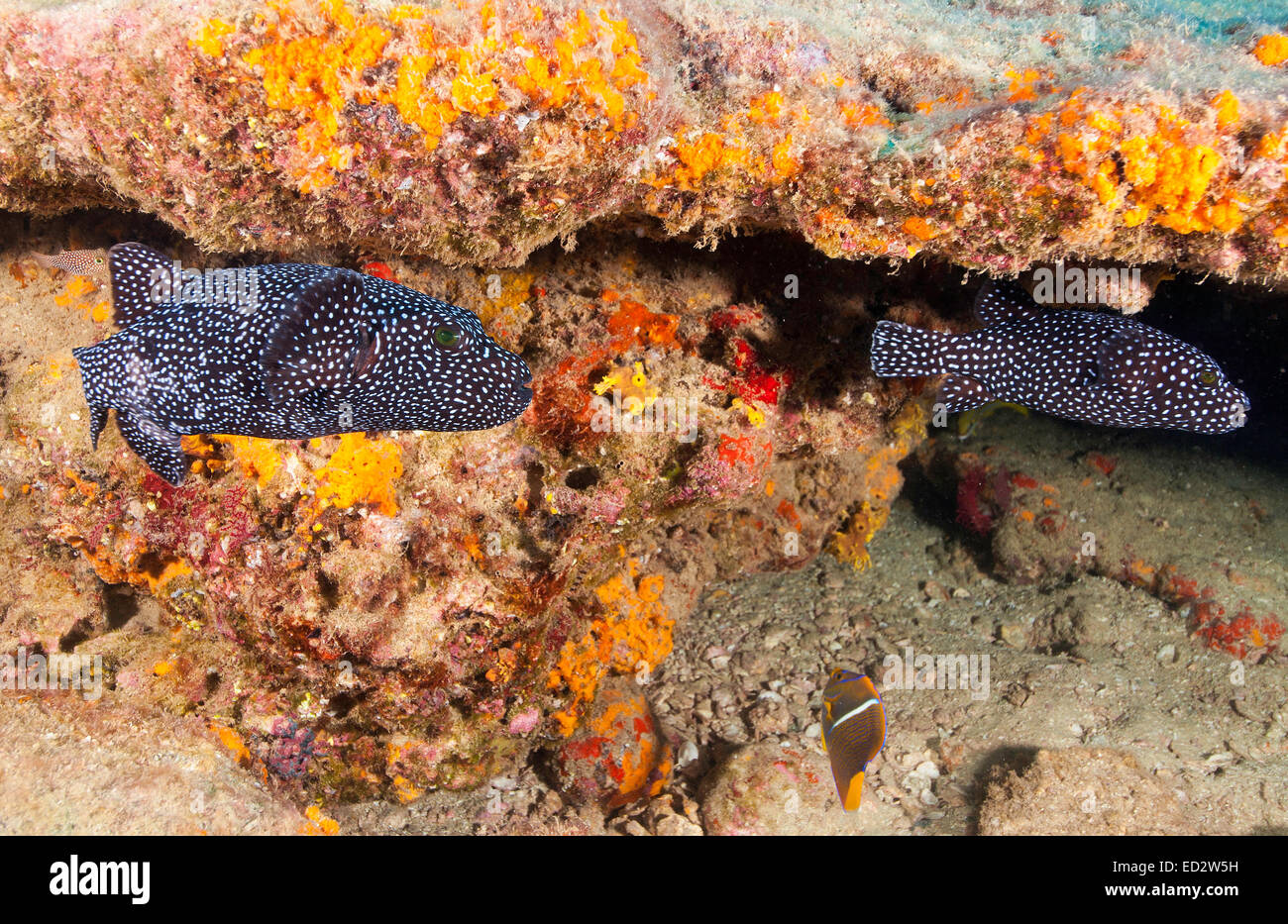 White Spotted Pufferfish (Arothron meleagris) a Cabo Pulmo, Messico Foto Stock