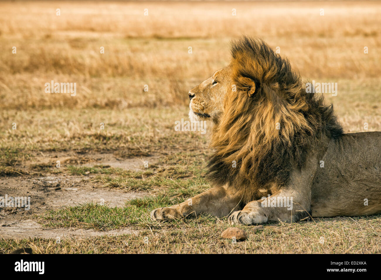 Lonely lion in appoggio nel cratere di Ngorongoro, Tanzania Foto Stock