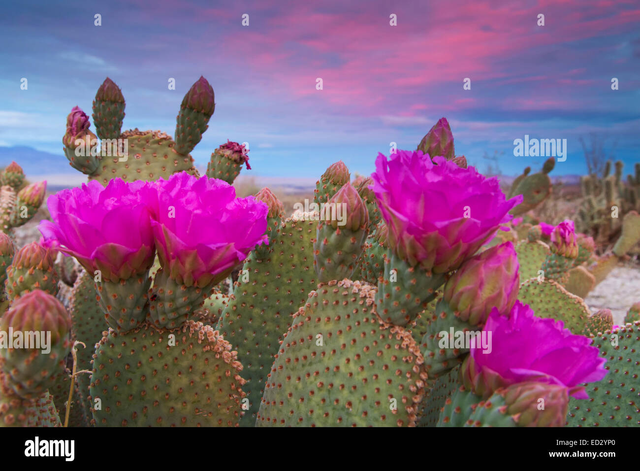 Coda di castoro Cactus in Bloom, Anza-Borrego Desert State Park, California. Foto Stock