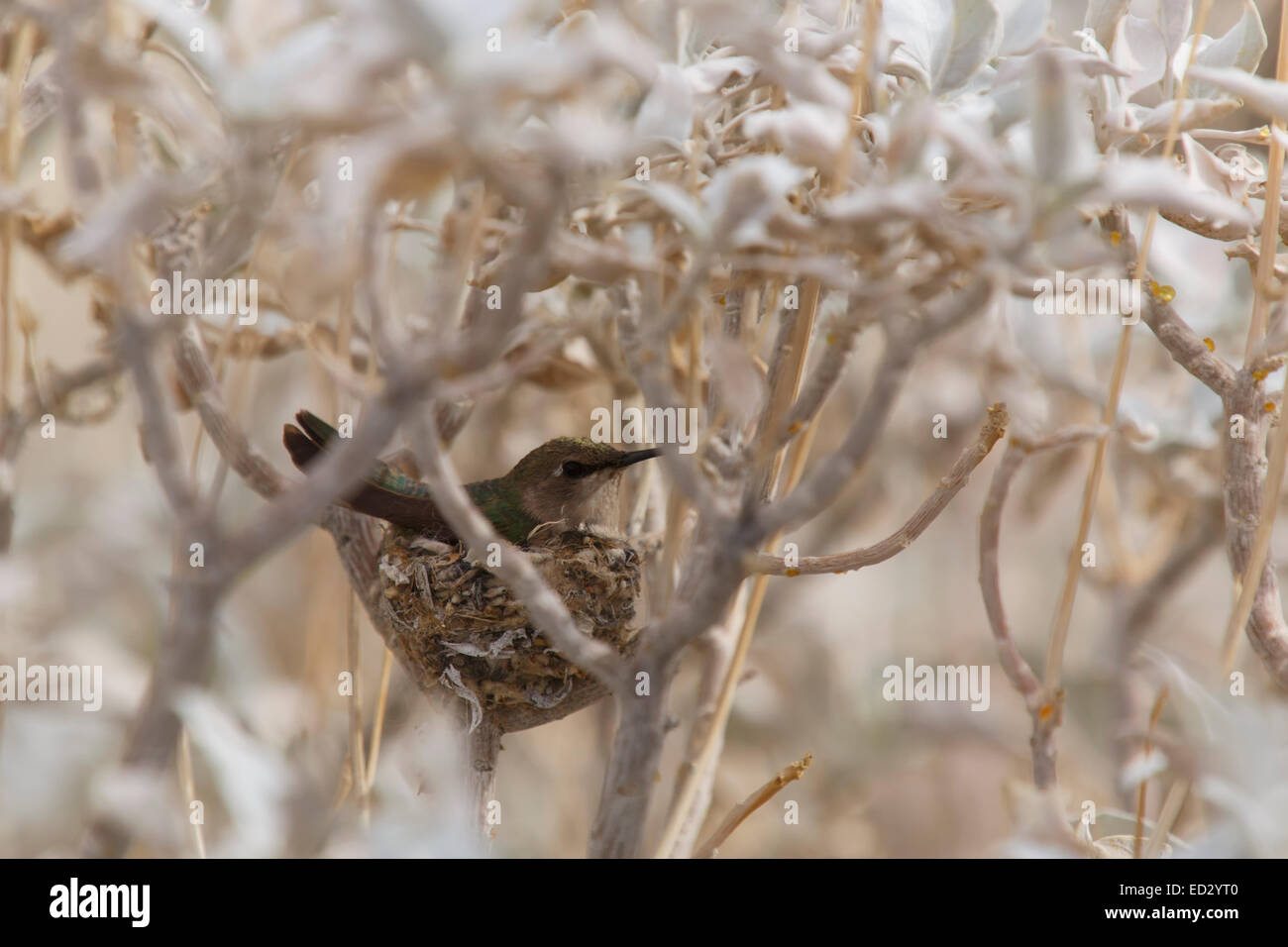 Hummingbird nest, Anza-Borrego Desert State Park, California. Foto Stock