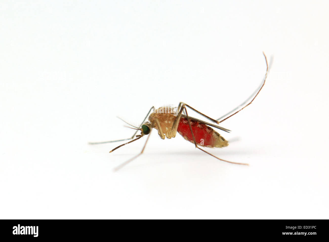 Mosquito isolati su sfondo bianco Foto Stock