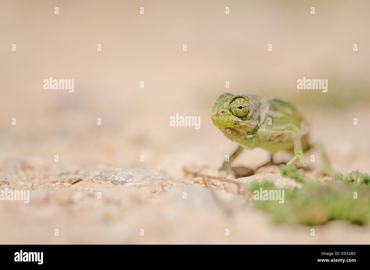 Mediterraneo (Camaleonte Chamaeleo chamaeleon) in Malta. Foto Stock