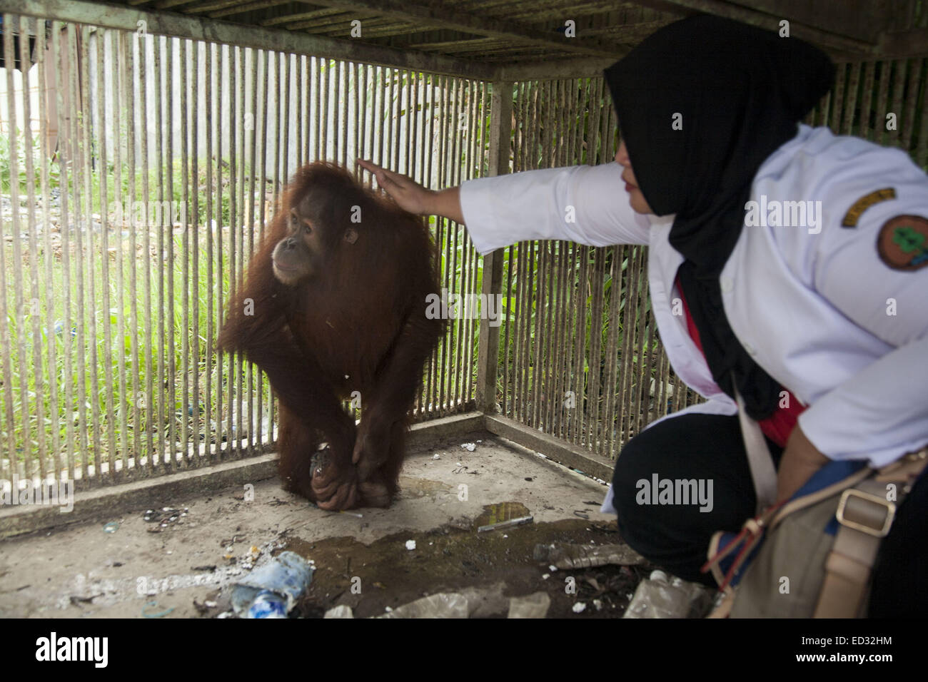 Aceh, Indonesia. 24 dicembre, 2014. ACEH, INDONESIA - 24 dicembre : Un indonesiano di conservazione delle risorse naturali funzionario dell'agenzia dà una mano a Riska, un bambino di sei anni orangutan, durante la sua estrazione da un abitante di un villaggio del magazzino a Leupung su dicembre 24, 2014 nella provincia di Aceh, Indonesia. Riska aveva vissuto in magazzino per un periodo di due anni ed è stato portato a un programma di conservazione per la riabilitazione prima di rilasciare nel selvaggio. Credito: Sijori Immagini/ZUMA filo/Alamy Live News Foto Stock