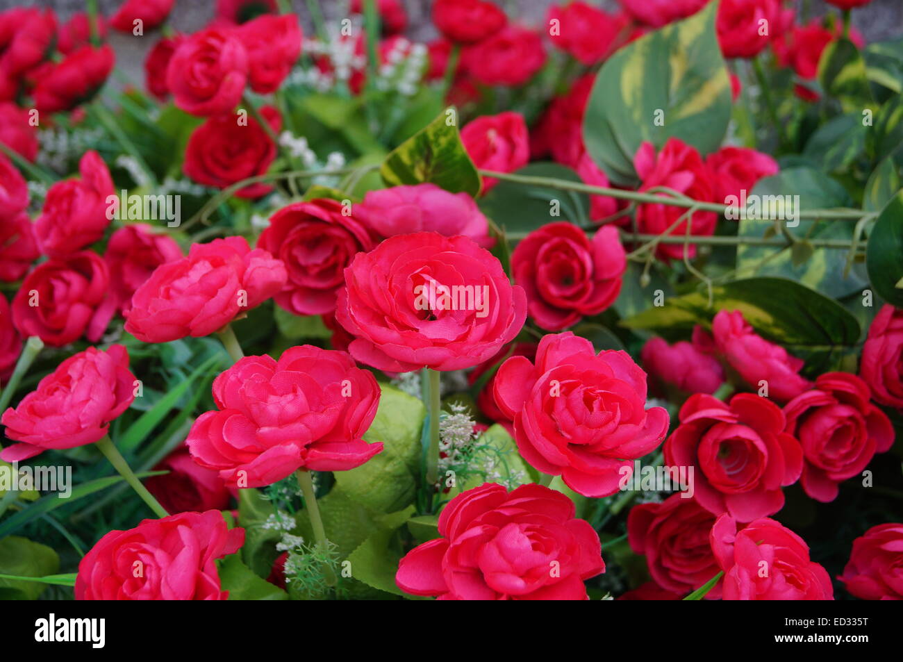 Rose cinesi Foto Stock