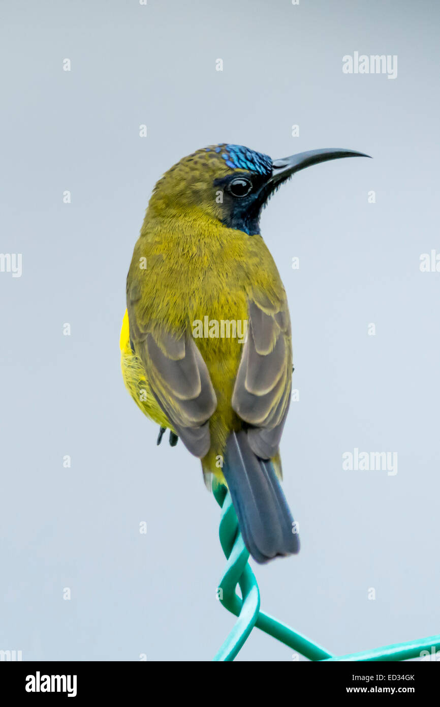 Oliva-backed sunbird appollaiato su un recinto di filo. Foto Stock