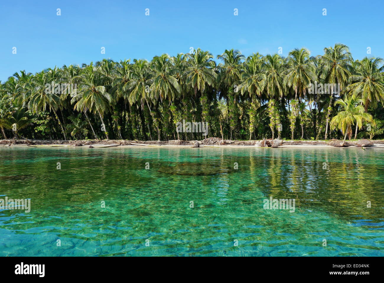 Lussureggianti alberi di noce di cocco con gli epifiti sulla costa tropicale con acqua chiara, Caraibi, Zapatillas isole di Bocas del Toro, Panama Foto Stock