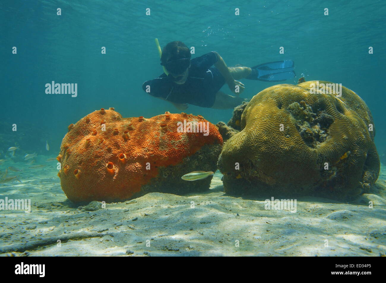 Uomo subacquee Snorkeling dietro red spugna incrostante e cervello, Coral Mar dei Caraibi Foto Stock