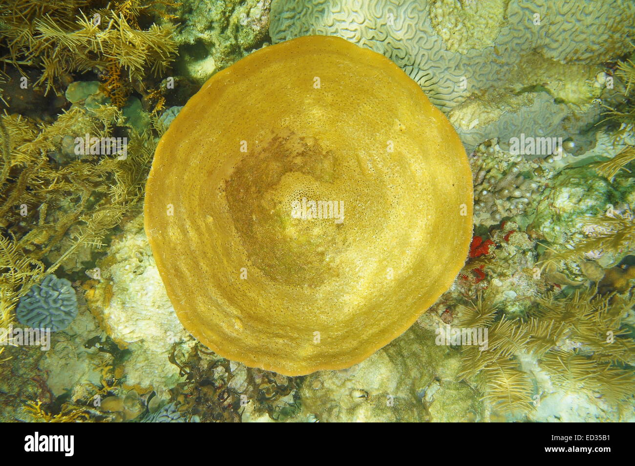 La vita subacquea, Bell spugna, Ircinia campana, vista da sopra il mare dei Caraibi Foto Stock