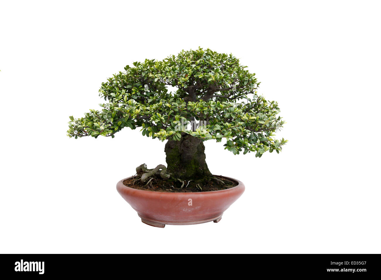 Un piccolo albero di bonsai in un vaso di ceramica. Informale stile verticale,isolato su uno sfondo bianco. Foto Stock