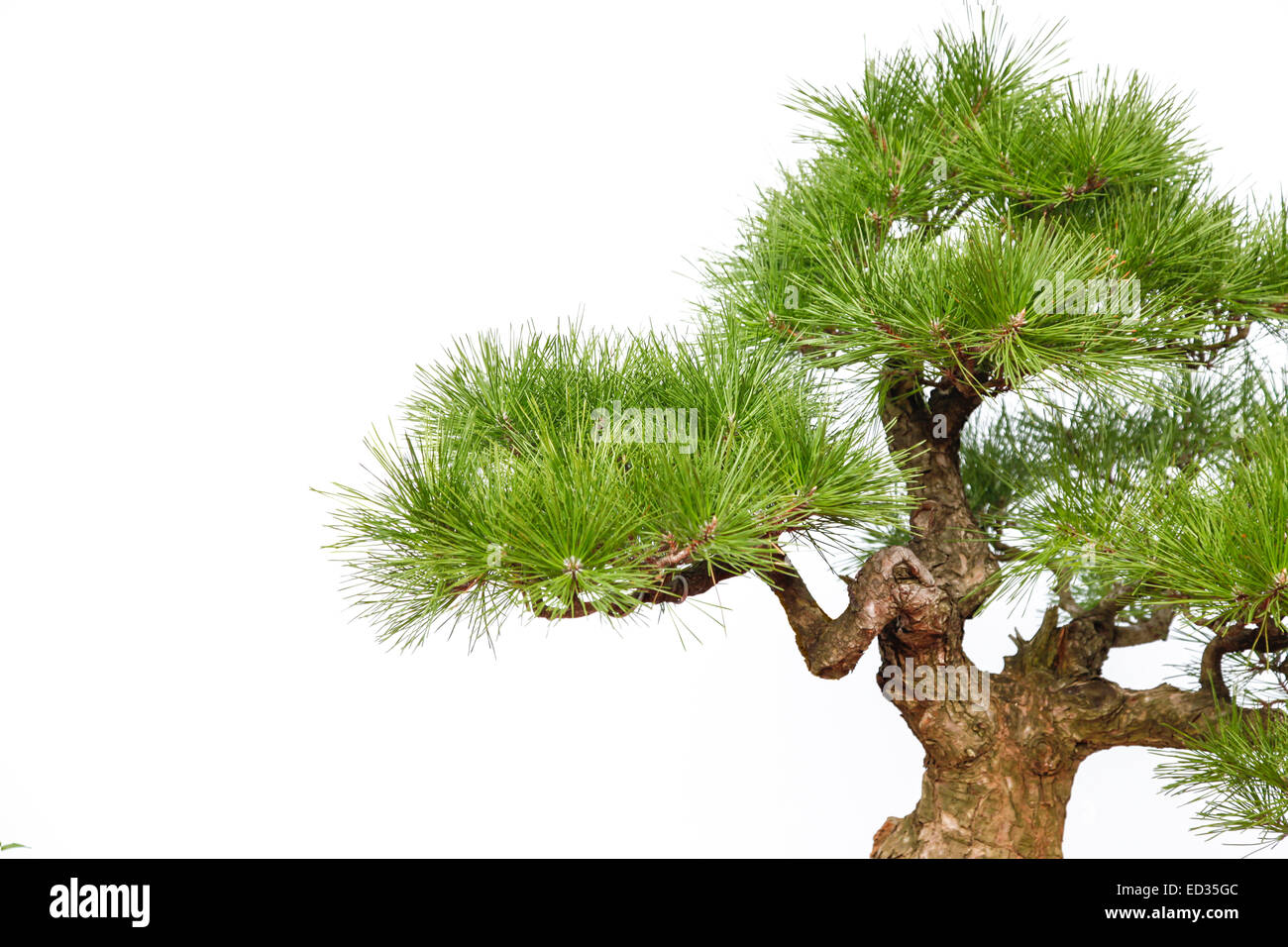 Dettaglio di un piccolo albero di bonsai. Isolato su uno sfondo bianco. Foto Stock