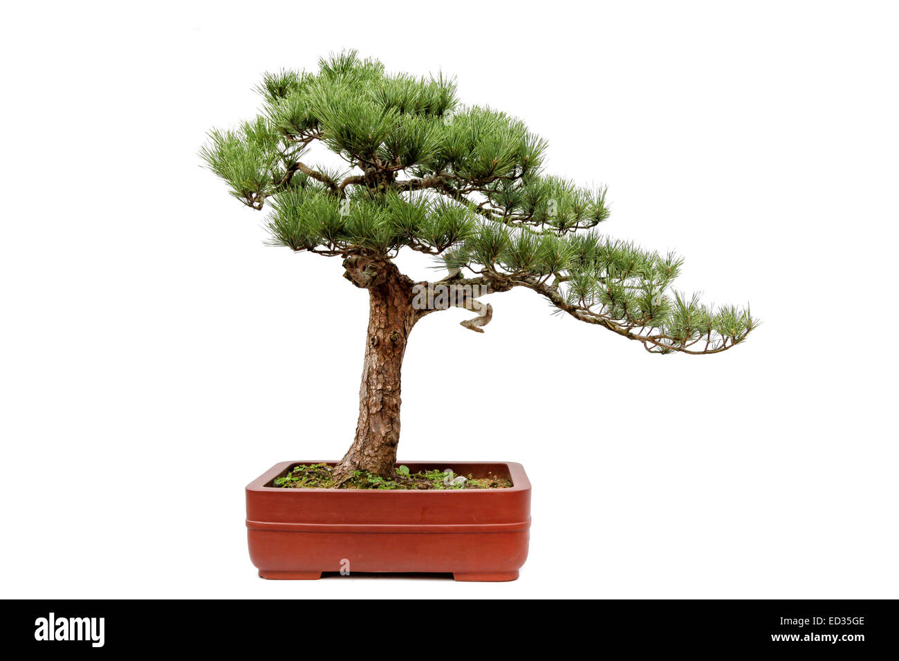 Un piccolo bonsia albero in un vaso di ceramica,lo stile di albero è da parte cinese più famoso luogo di Huangshan Guest-Greeting Pino. Ho Foto Stock