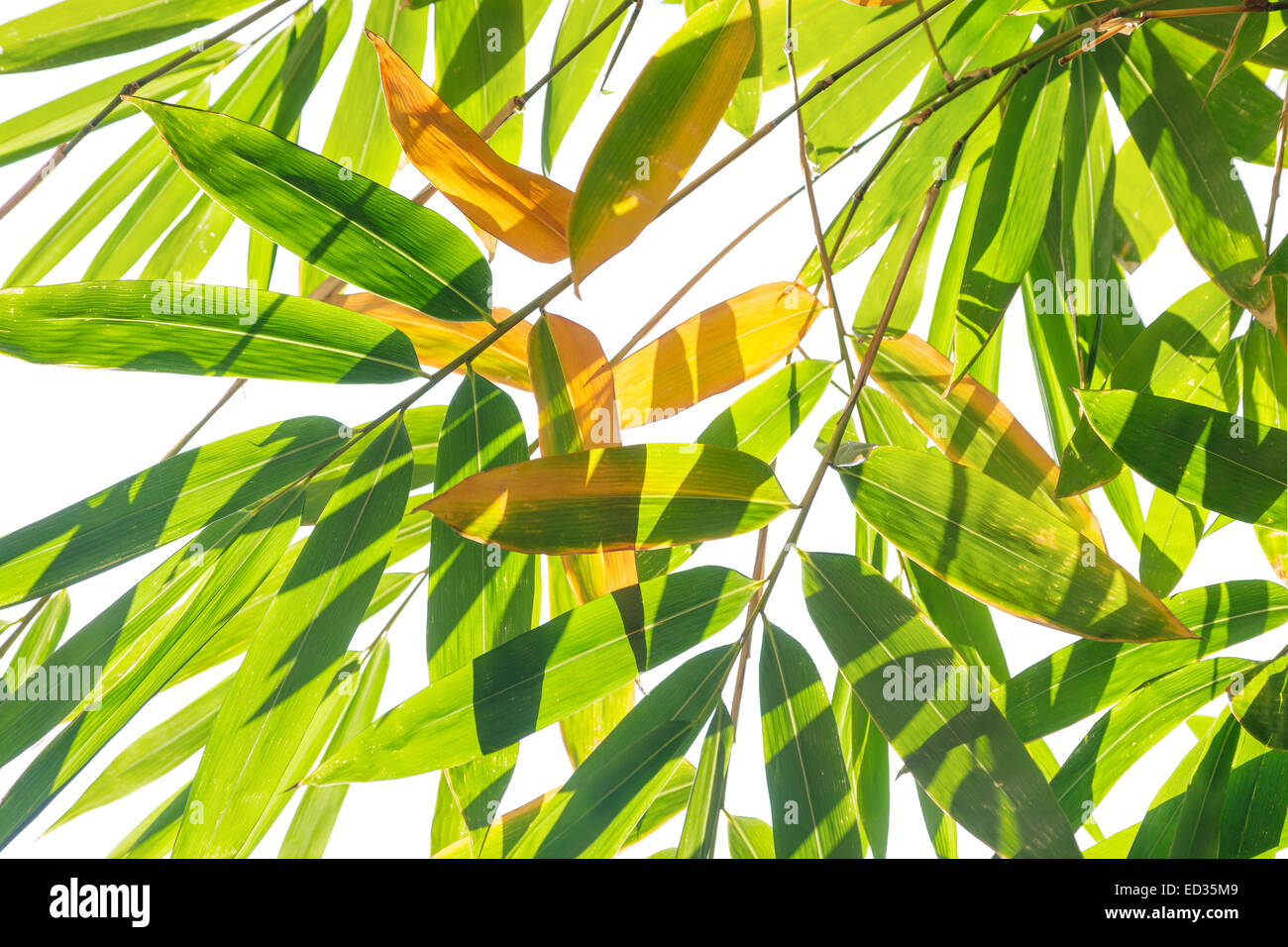 Foglie di bambù su sfondo bianco Foto Stock