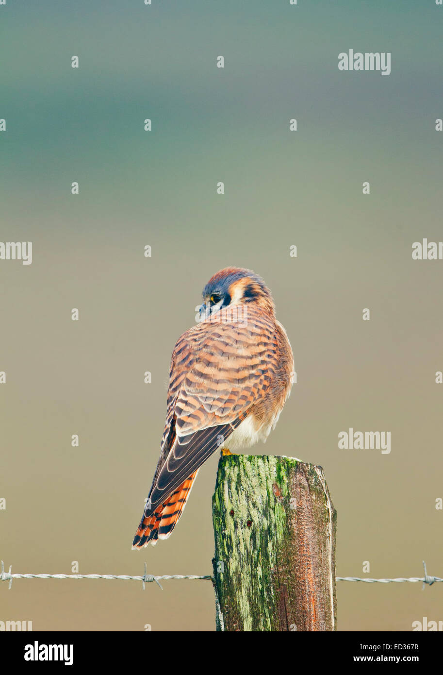 American gheppio femmina appollaiato su un palo da recinzione Foto Stock