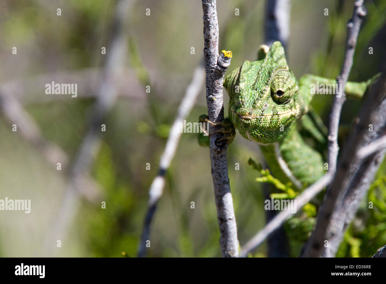 Camaleonte mediterranea, Quinta de Marim, Faro, Algarve, Portogallo. Foto Stock