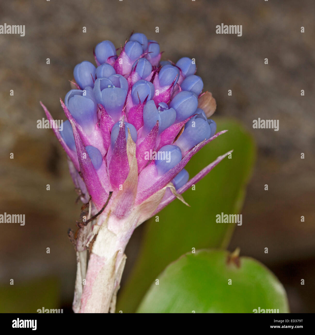 Cluster di vividi fiori blu circondato da rosa luminoso brattee Bromeliad, Aechmea cylindrata, contro il grigio / sfondo verde Foto Stock