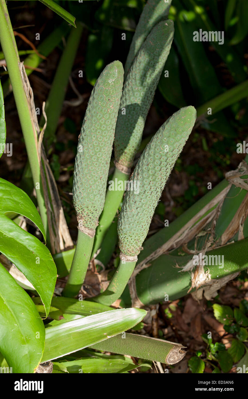 Cluster di maturazione frutta verde di monstera deliciosa, insalata di frutta, vegetali che crescono in giardino sub-tropicale in Australia Foto Stock