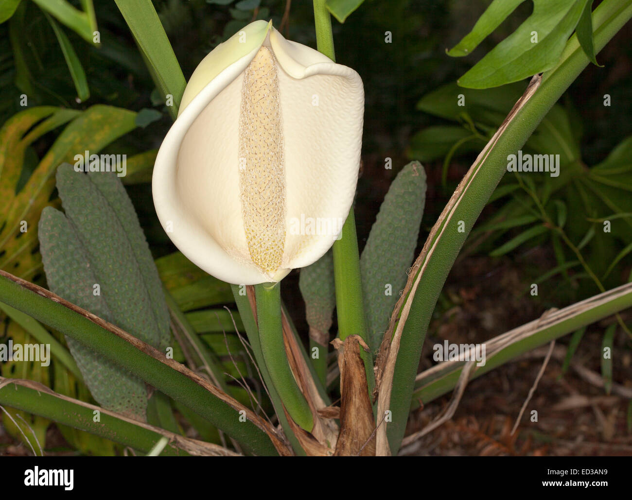Grande fiore di monstera deliciosa, una insalata di frutta tropicale pianta, con spathe bianco intorno spadix & accanto a cluster di verde di frutta e foglie Foto Stock
