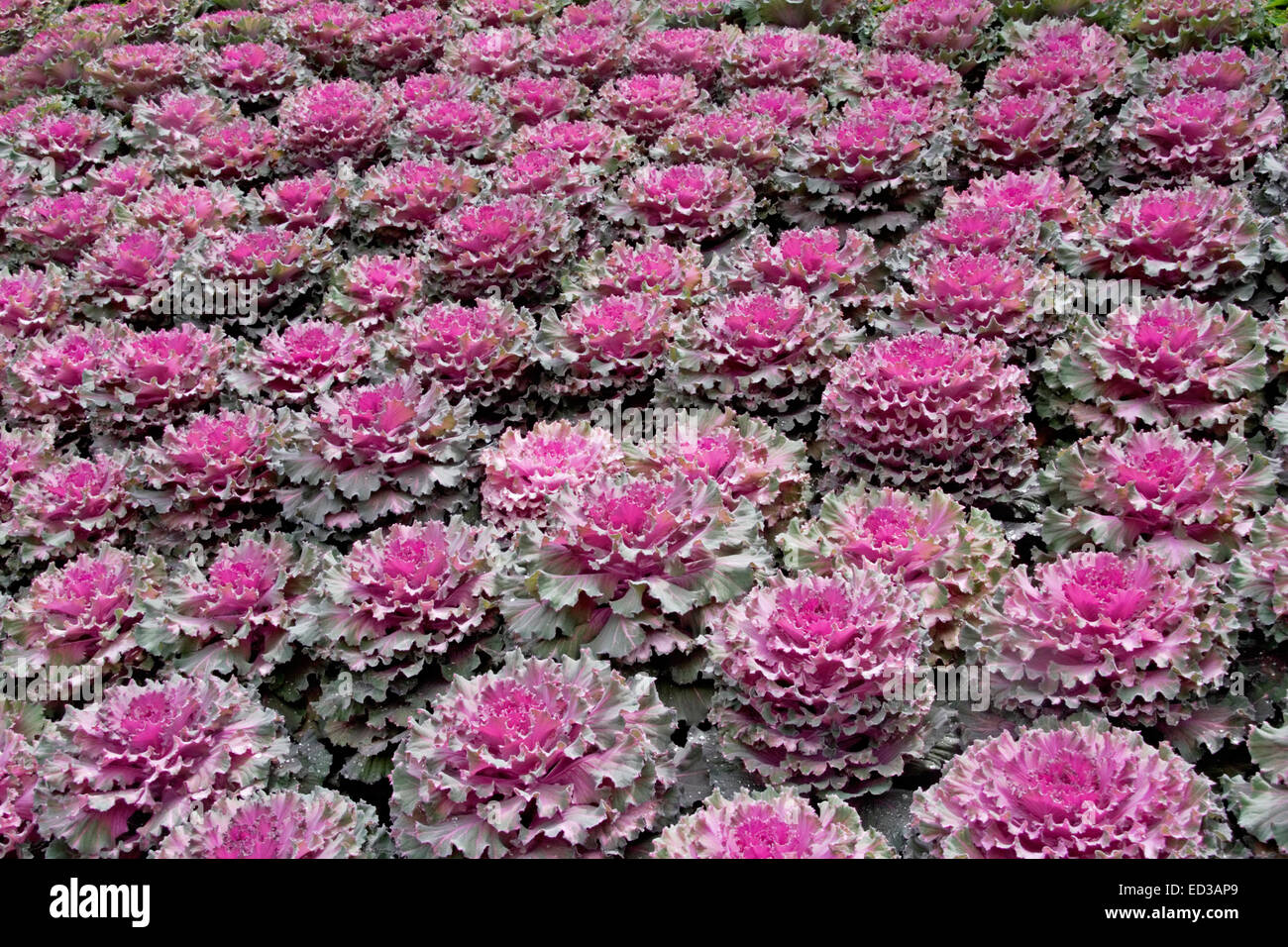 Massa di decorazione piantagione di ornamentali / cavolo verza, Brassica oleracea, con frilly mauve, vivid Rosa & Verde fogliame Foto Stock