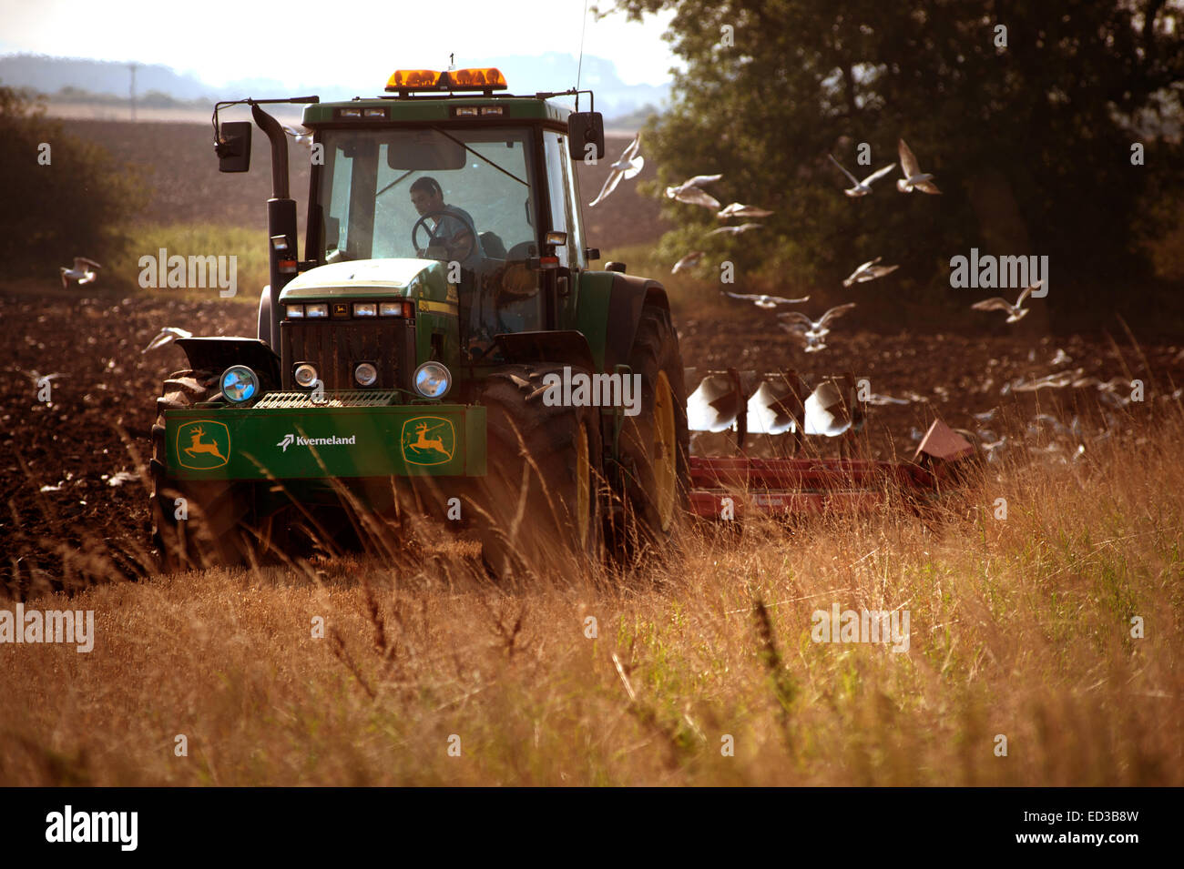 Il trattore arare un campo con gabbiani seguenti Foto Stock