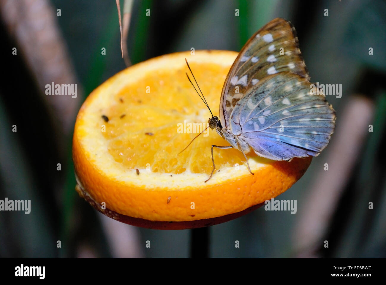 Piccola farfalla posata su Orange Foto Stock