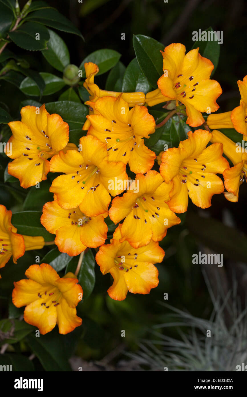 Cluster di brillanti fiori gialli refilato con arancia e tropicale di rododendro Vireya Hot Topic, sullo sfondo di foglie di colore verde scuro Foto Stock