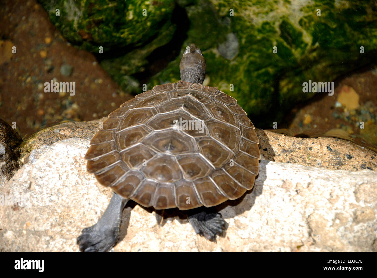 Tartaruga unica sulla roccia. La foto è stata taked nel Parco Naturale di Featherdale a Sydney, Austaralia. Foto Stock