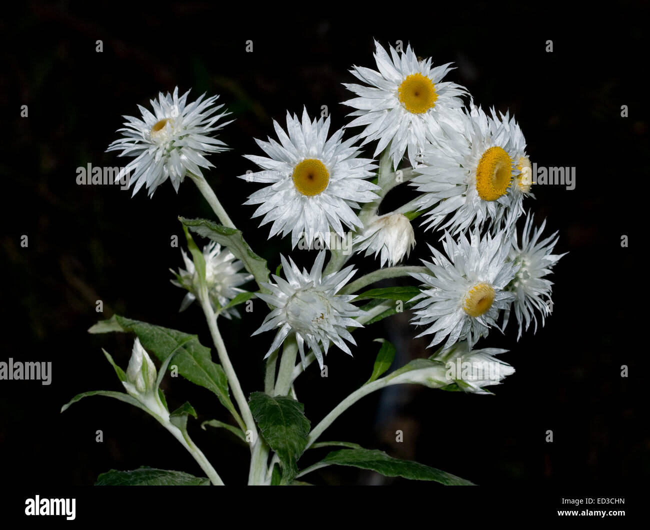 Cluster di colore bianco lucido everlasting margherite, Xenochrysum syn Helichrysum bracteatum / Bracteantha bracteata con foglie e germogli su sfondo nero Foto Stock