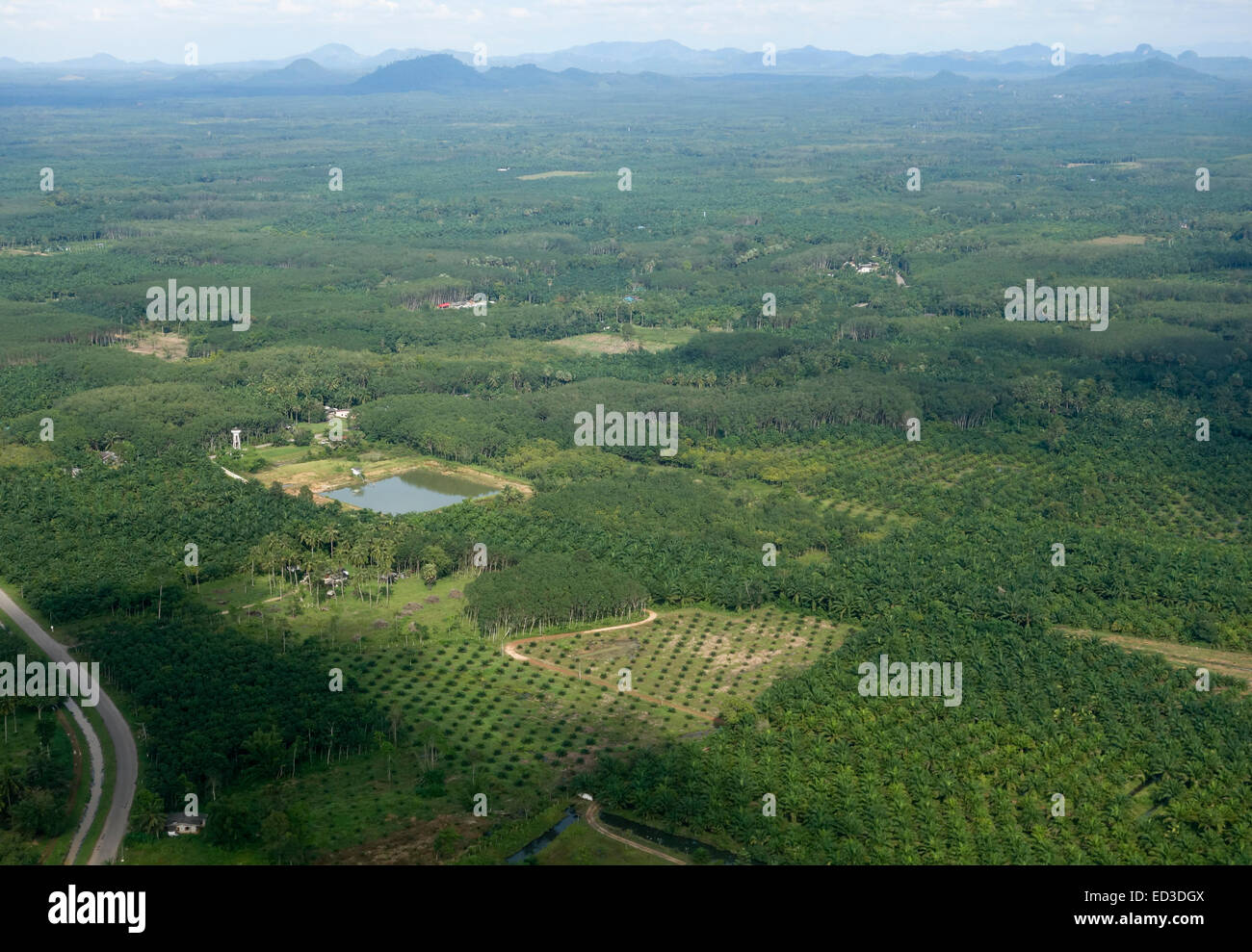 Vista aerea con olio di palma e piantagioni di allevamento ittico a Koh Lanta, Provincia di Krabi, Thailandia, Sud-est asiatico. Foto Stock