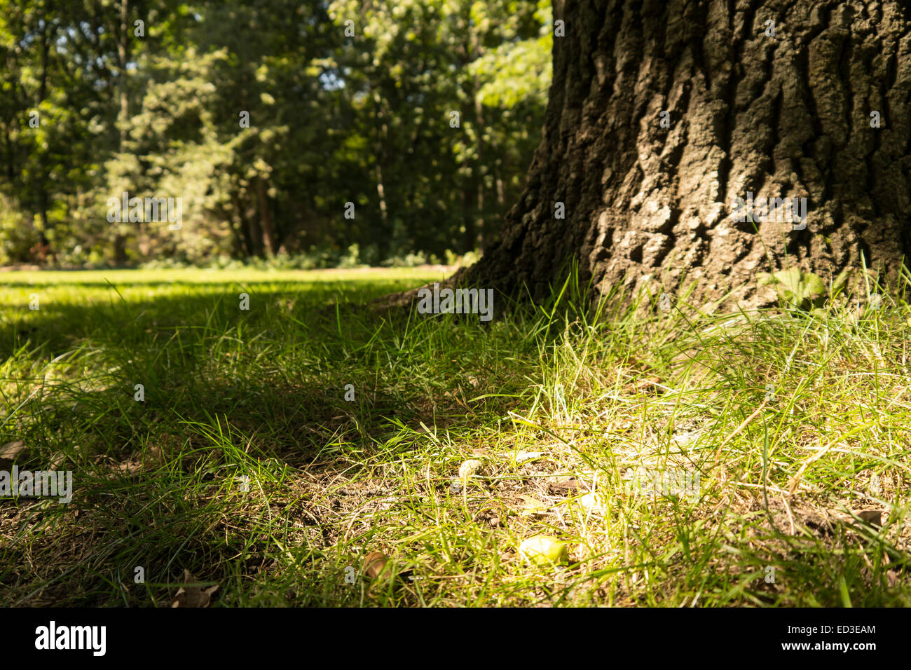 Tronco di albero e la luce del sole in una foresta in tarda estate Foto Stock