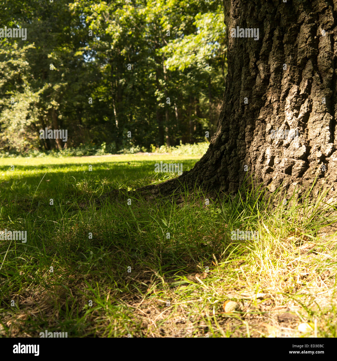 Tronco di albero e la luce del sole in una foresta Foto Stock