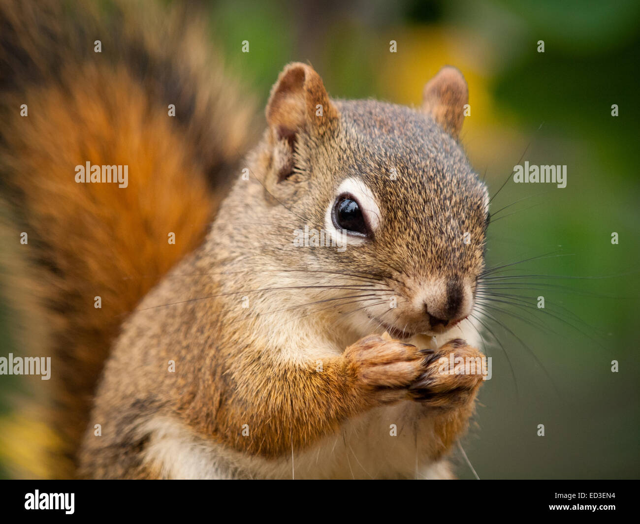 Un maschio di American scoiattolo rosso si nutre di semi di girasole. Whitemud parco e riserva naturale di Edmonton, Alberta, Canada. Foto Stock