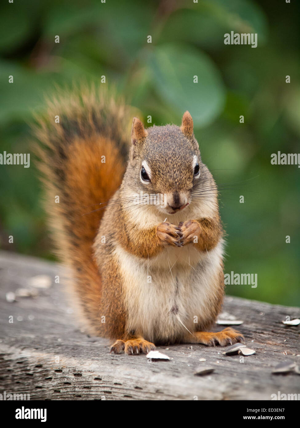 Un maschio di American scoiattolo rosso si nutre di semi di girasole. Whitemud parco e riserva naturale di Edmonton, Alberta, Canada. Foto Stock