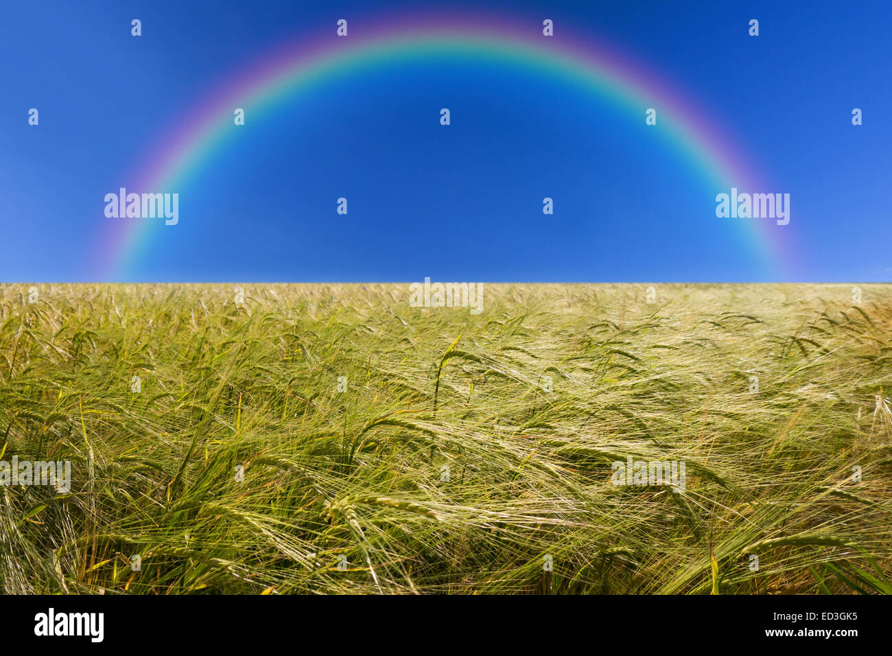 Verde campo di orzo a inizio estate e rainbow Foto Stock