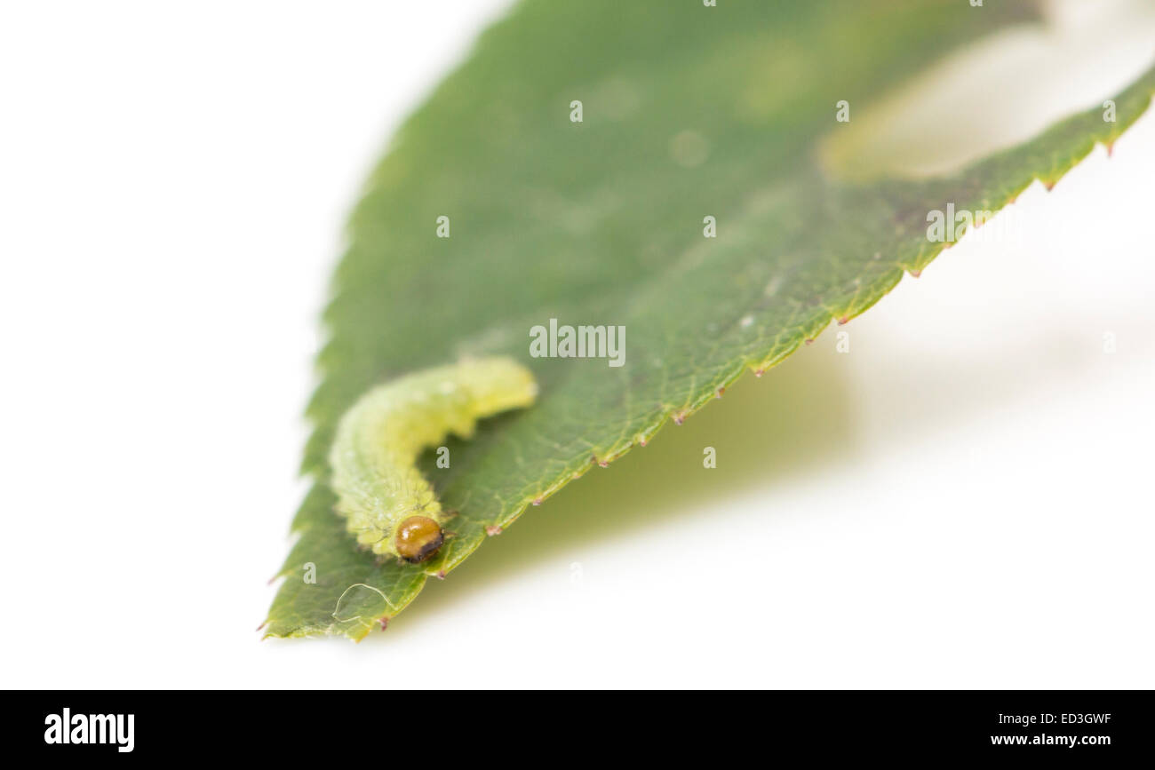 Caterpillar verde su una foglia su sfondo bianco Foto Stock