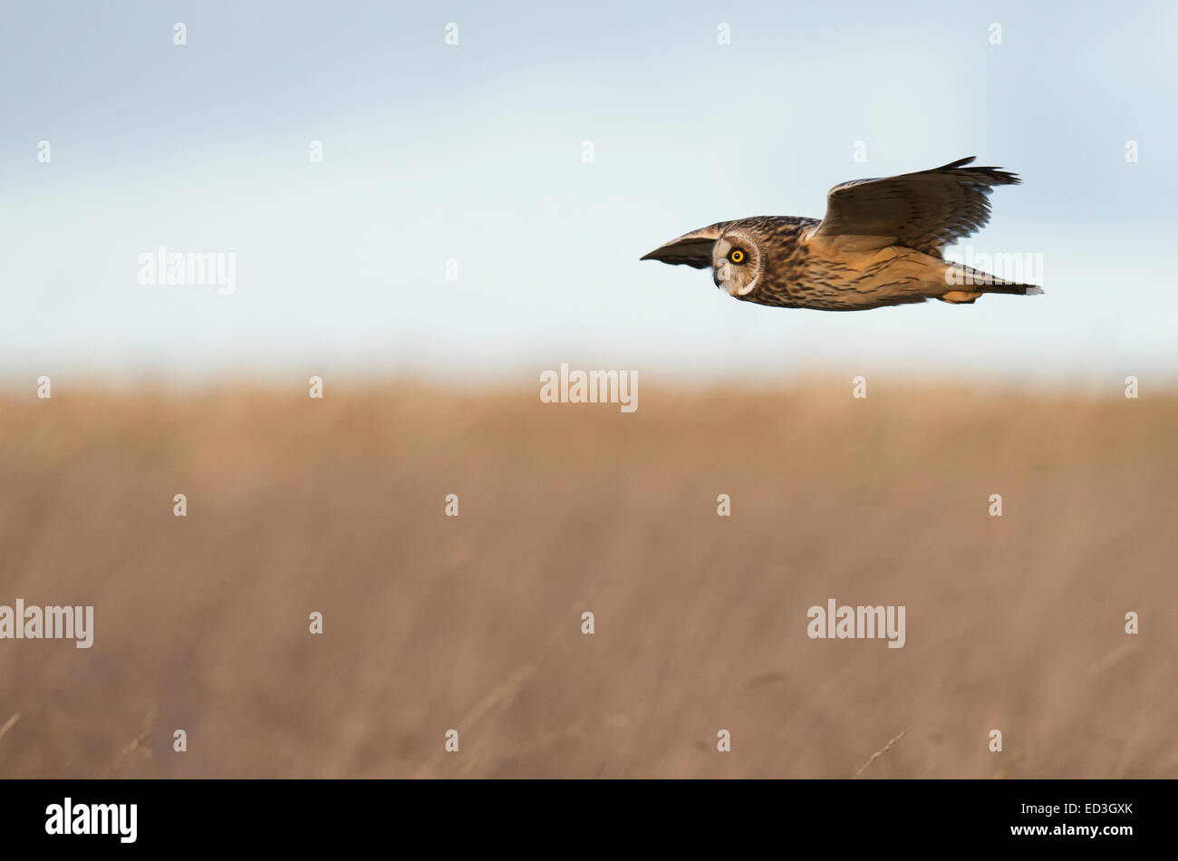 Wild Short Eared Owl asio flammeus caccia su terreni sconnessi praterie in Gloucestershire Foto Stock