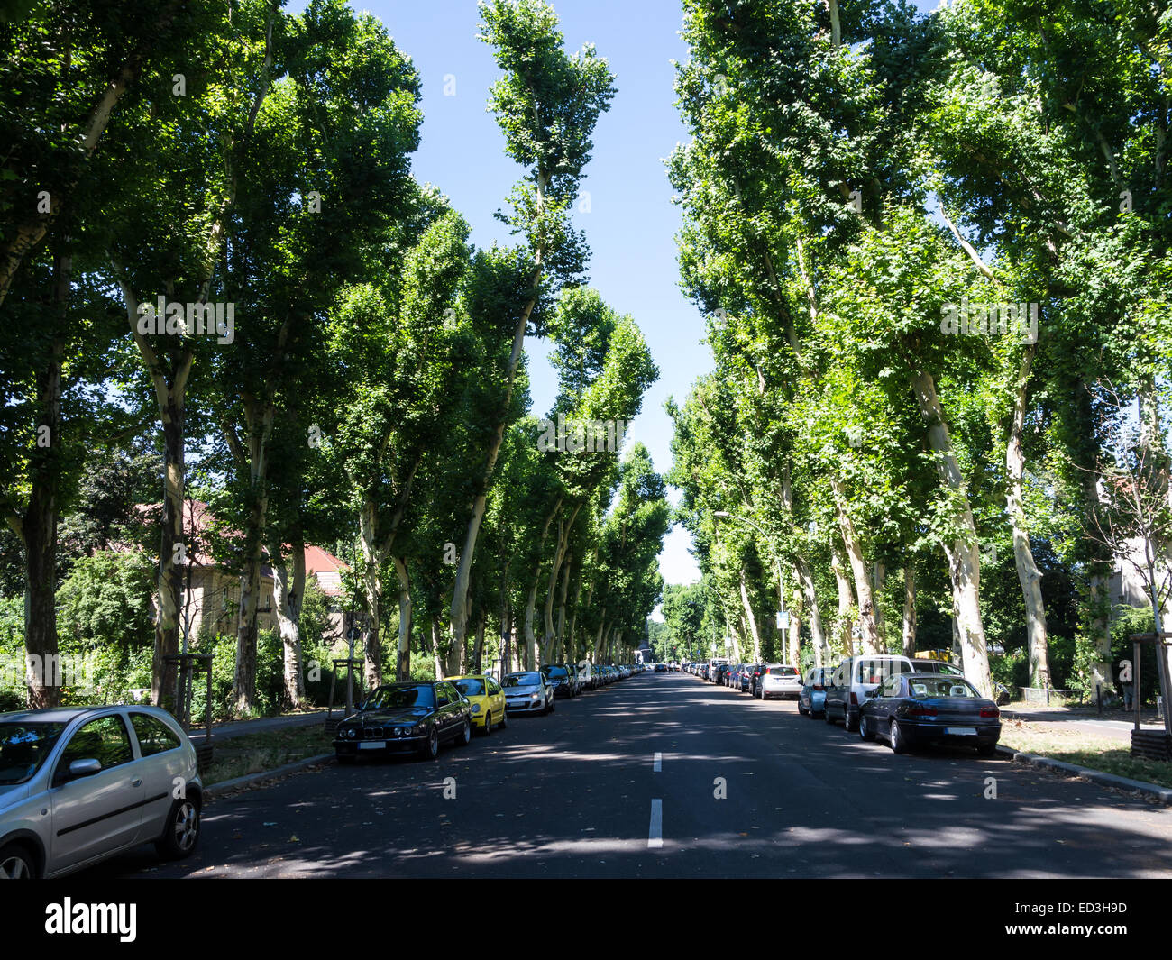 Vicolo piano con alberi in Berlino Treptow in estate Foto Stock