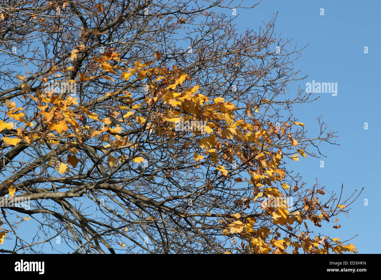 Poche foglie su un albero di acero alla fine della caduta stagione autunnale. Foto Stock