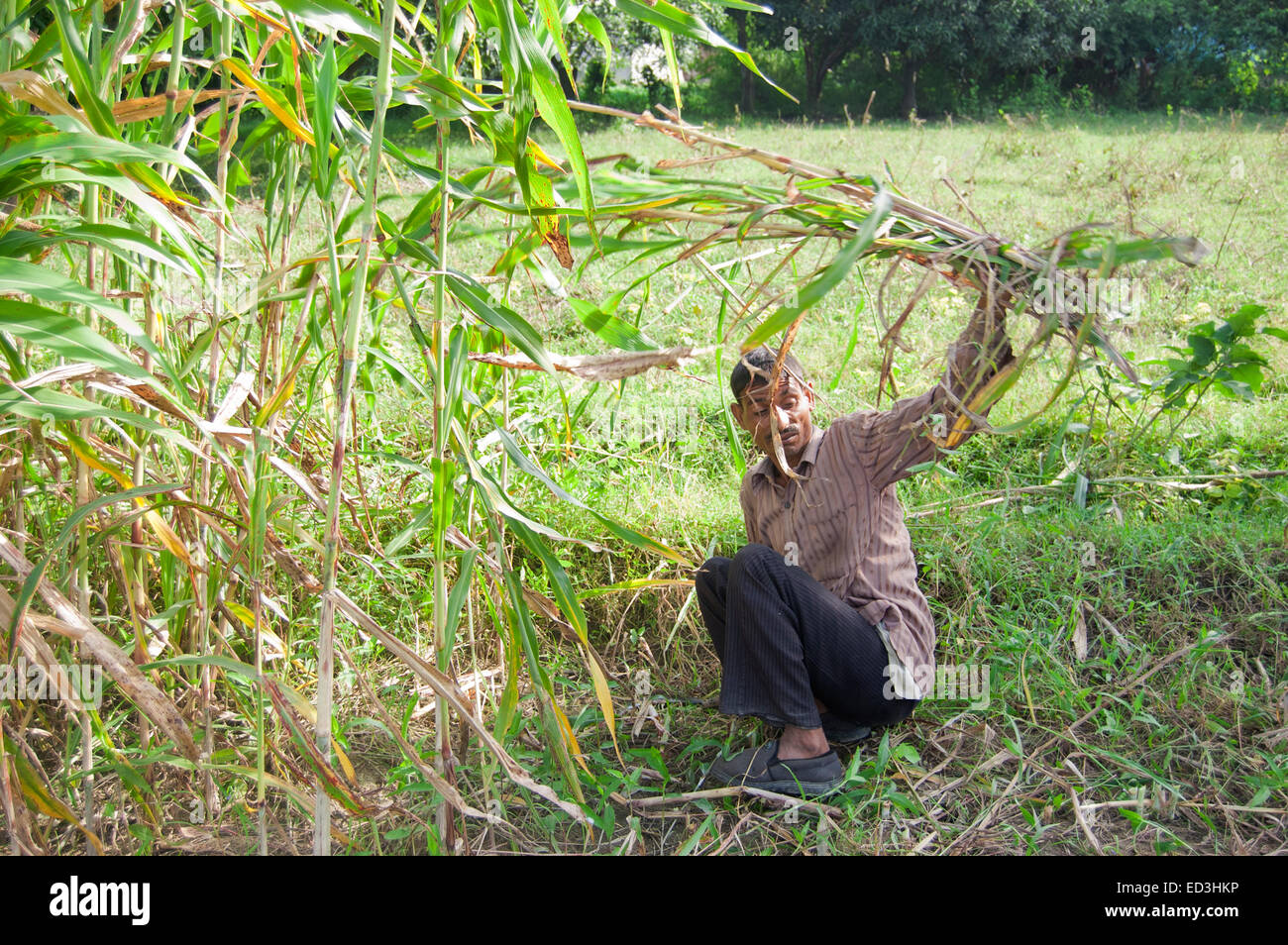 1 rurale indiano uomo agricoltore campo di taglio del raccolto Foto Stock