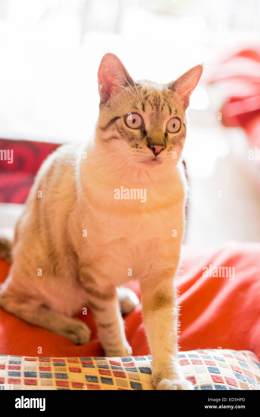 Piccolo gatto in posa per la sessione di foto Foto Stock