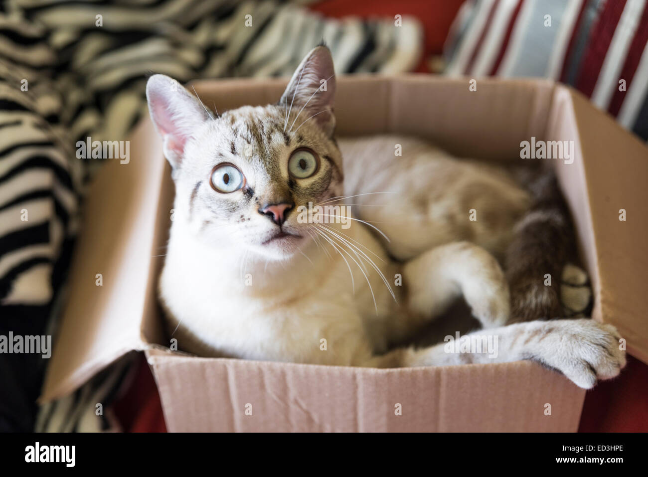 Cat giocare dentro una scatola di cartone Foto Stock