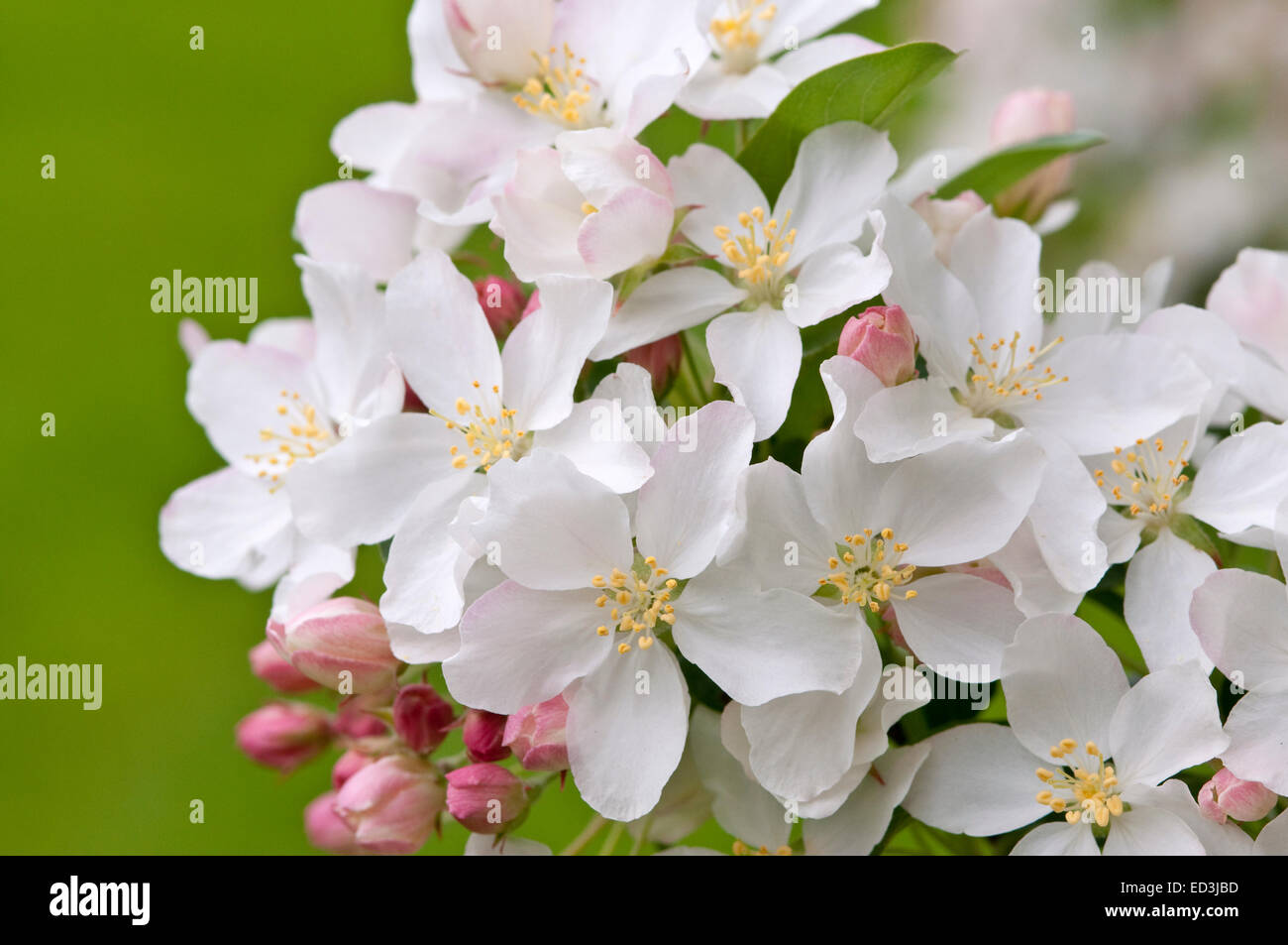 Fioritura Crabapple - Malus 'White Angel' Foto Stock
