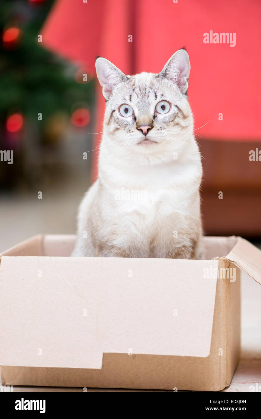 Piccolo gatto in posa per la sessione di foto Foto Stock