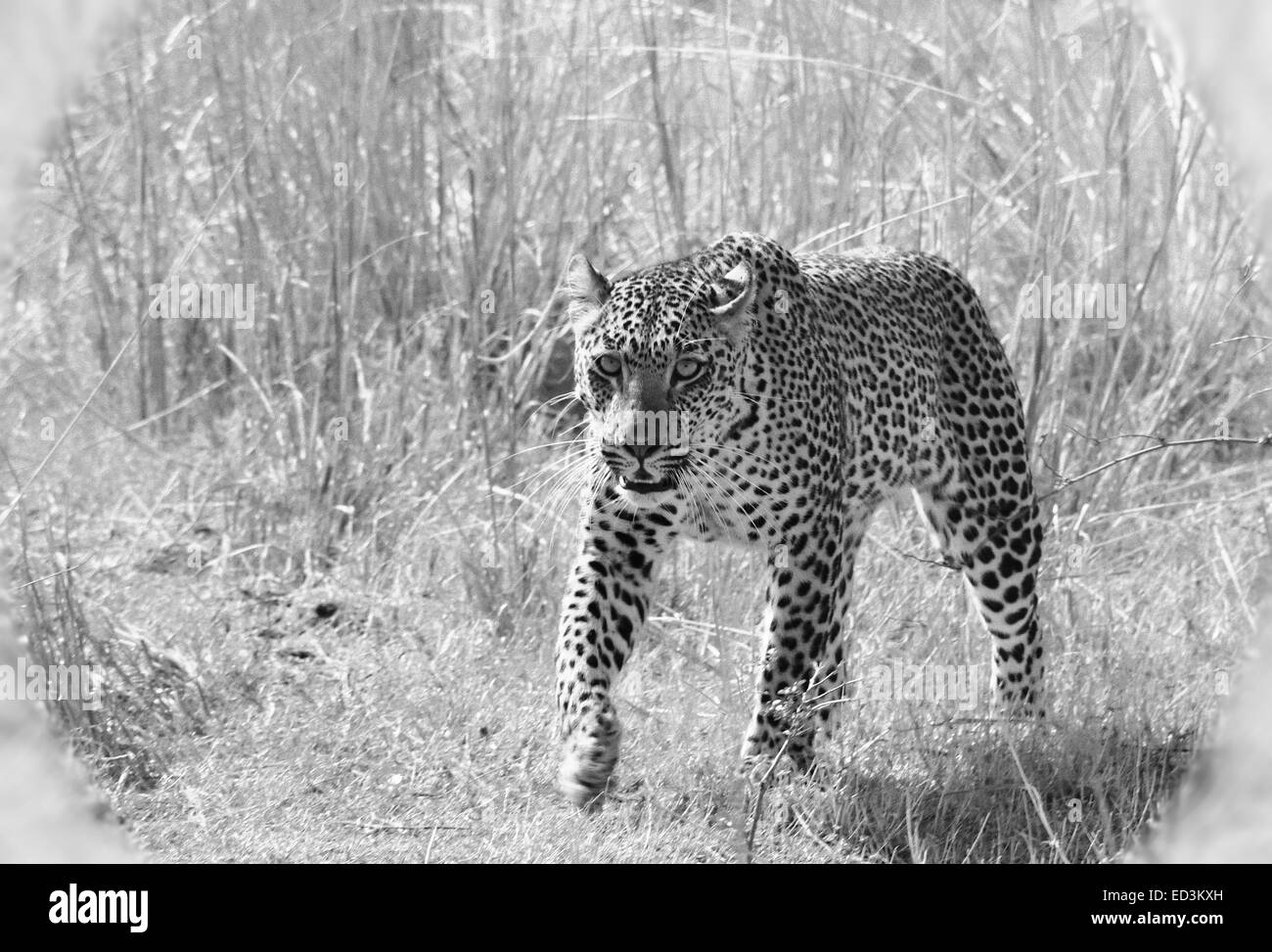 Leopard caccia in Zambia orientale Foto Stock