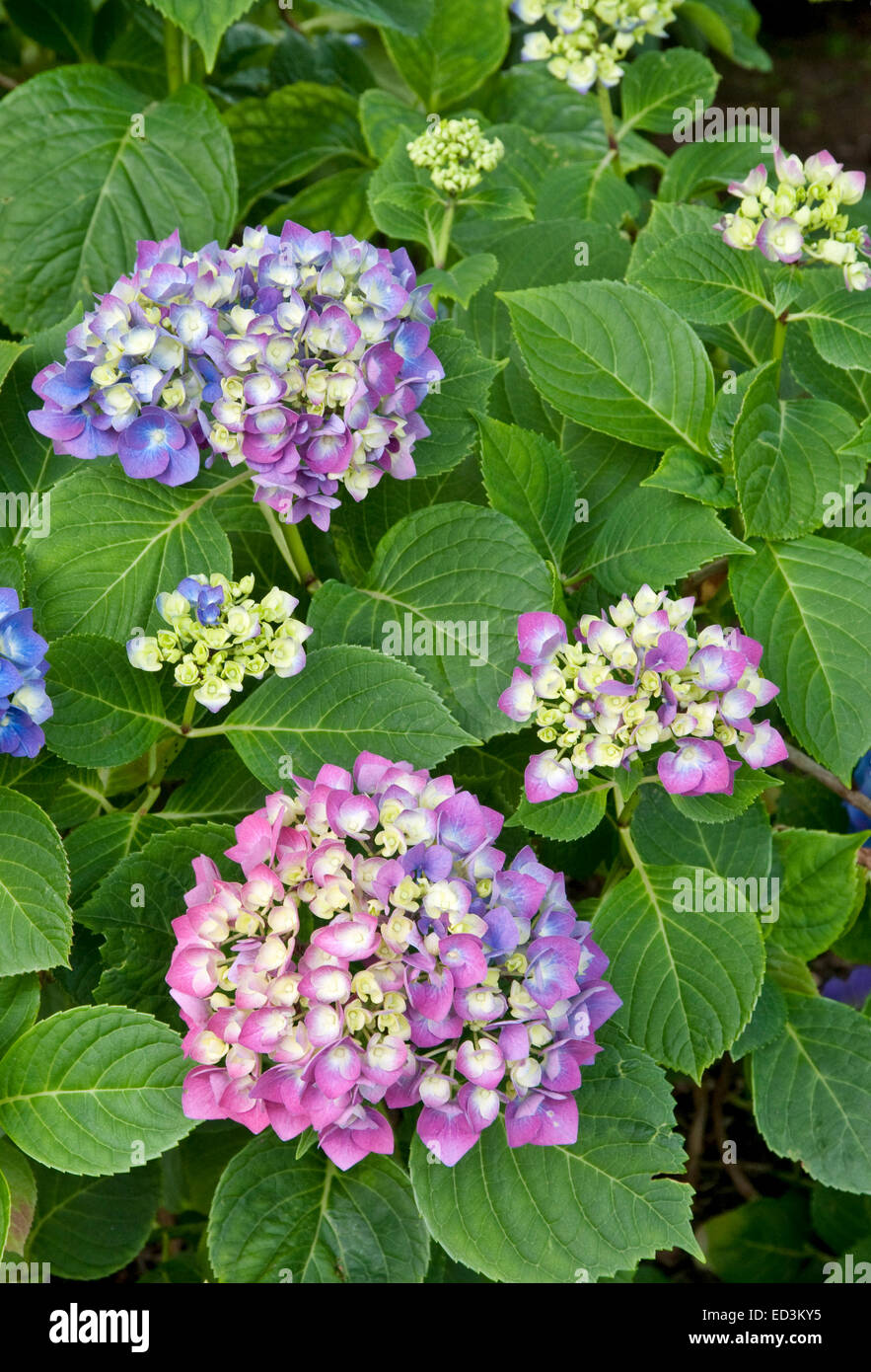 Mophead Ortensia - Hydrangea macrophylla 'Enziandom' Foto Stock