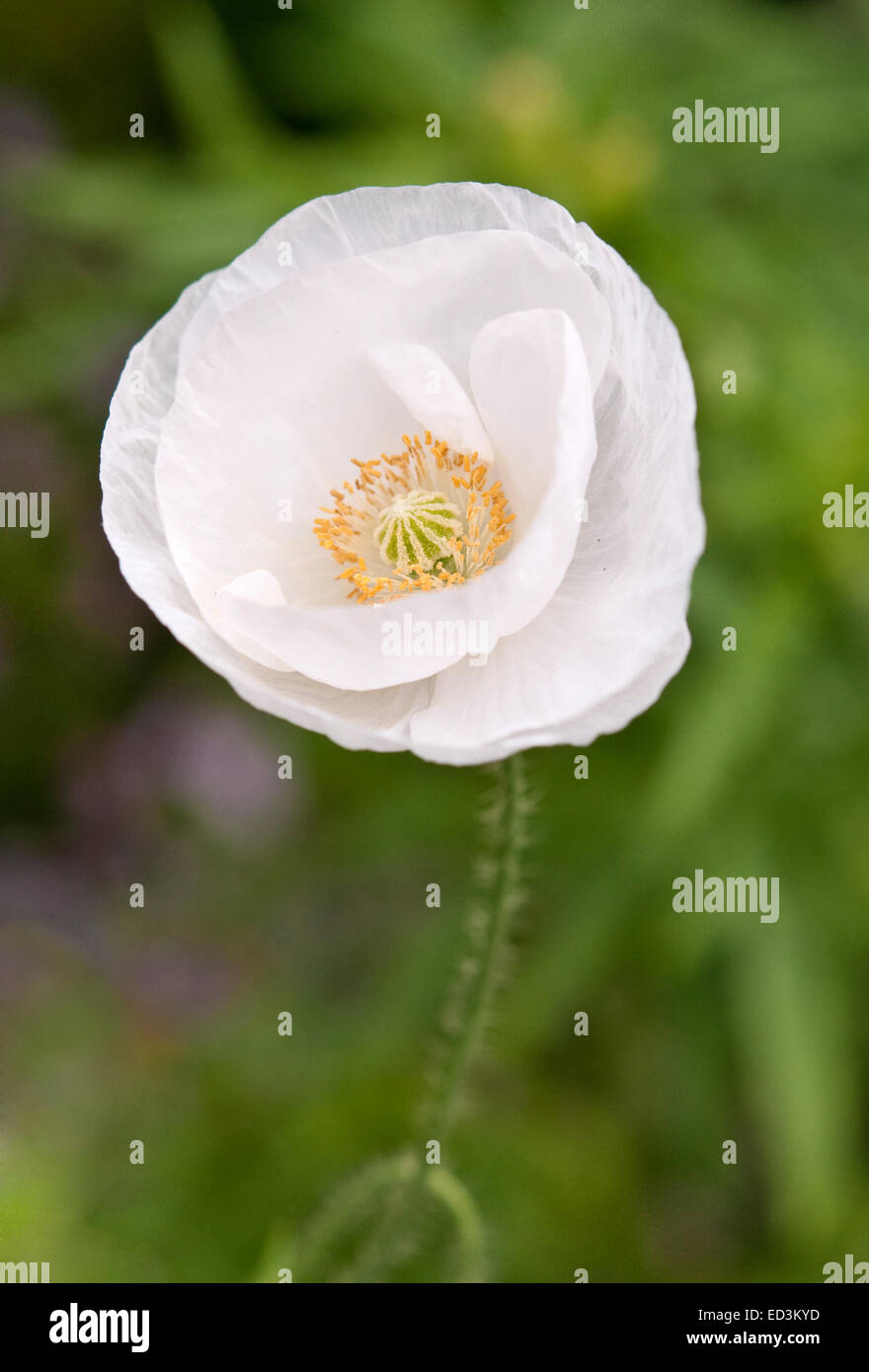 Islanda Poppy - Papaver nudicaule Foto Stock