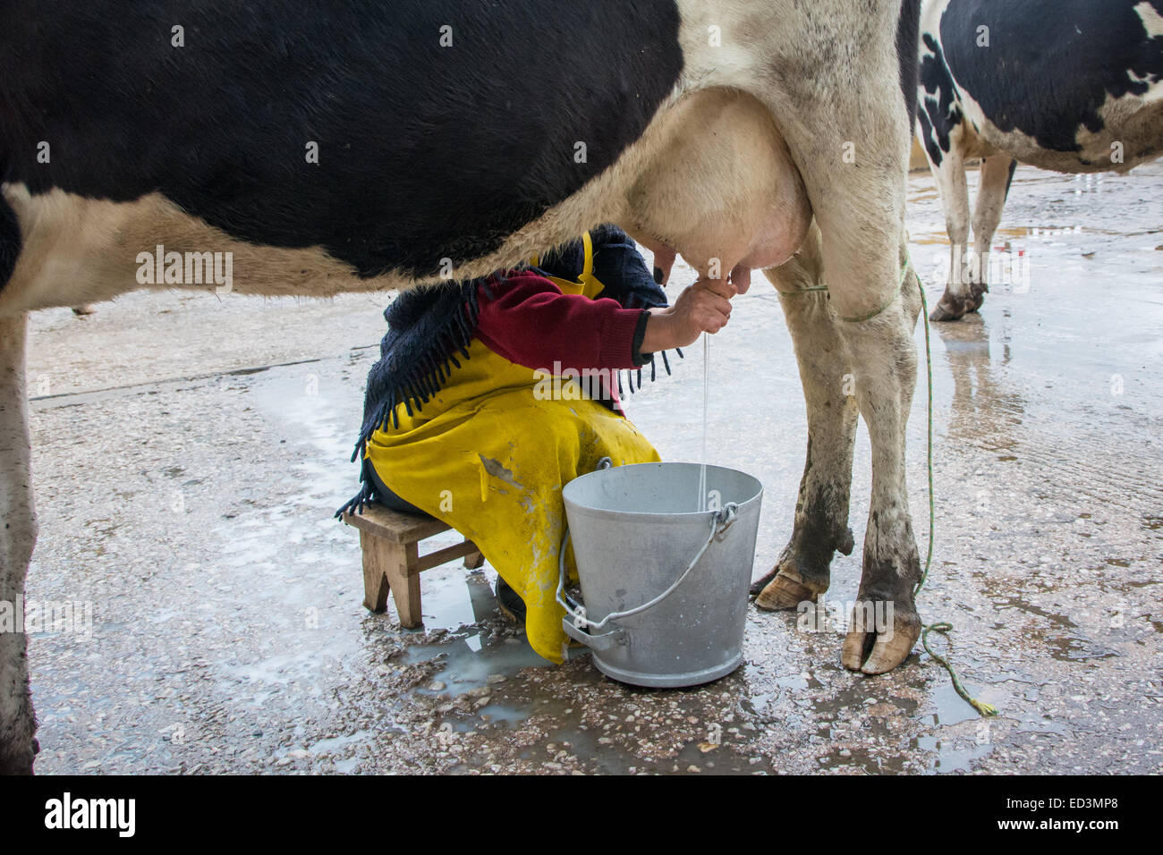 La mungitura di una mucca con la mano in modo tradizionale Foto Stock