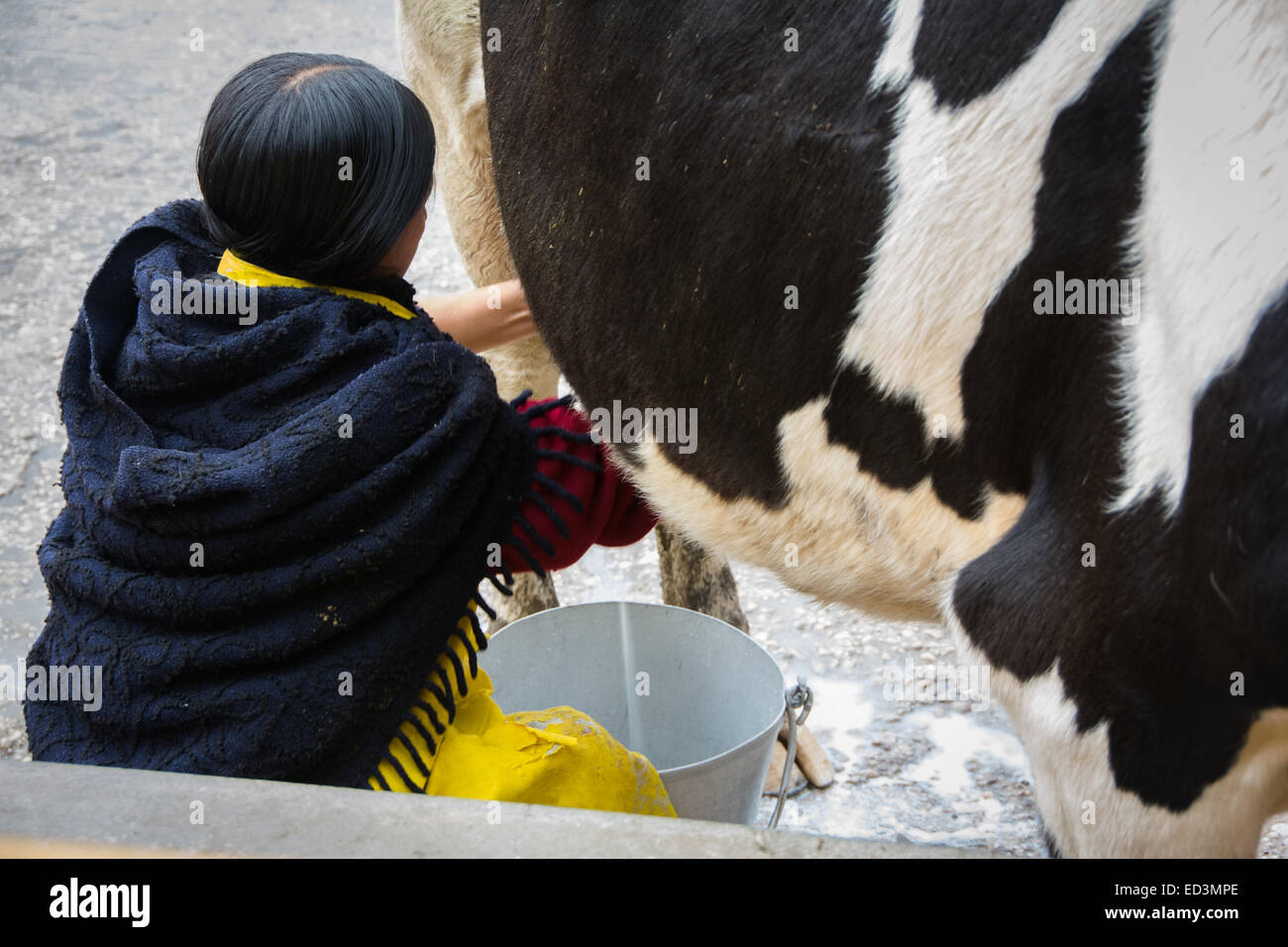 Tradizionale peruviano lady di mungere una vacca a mano Foto Stock