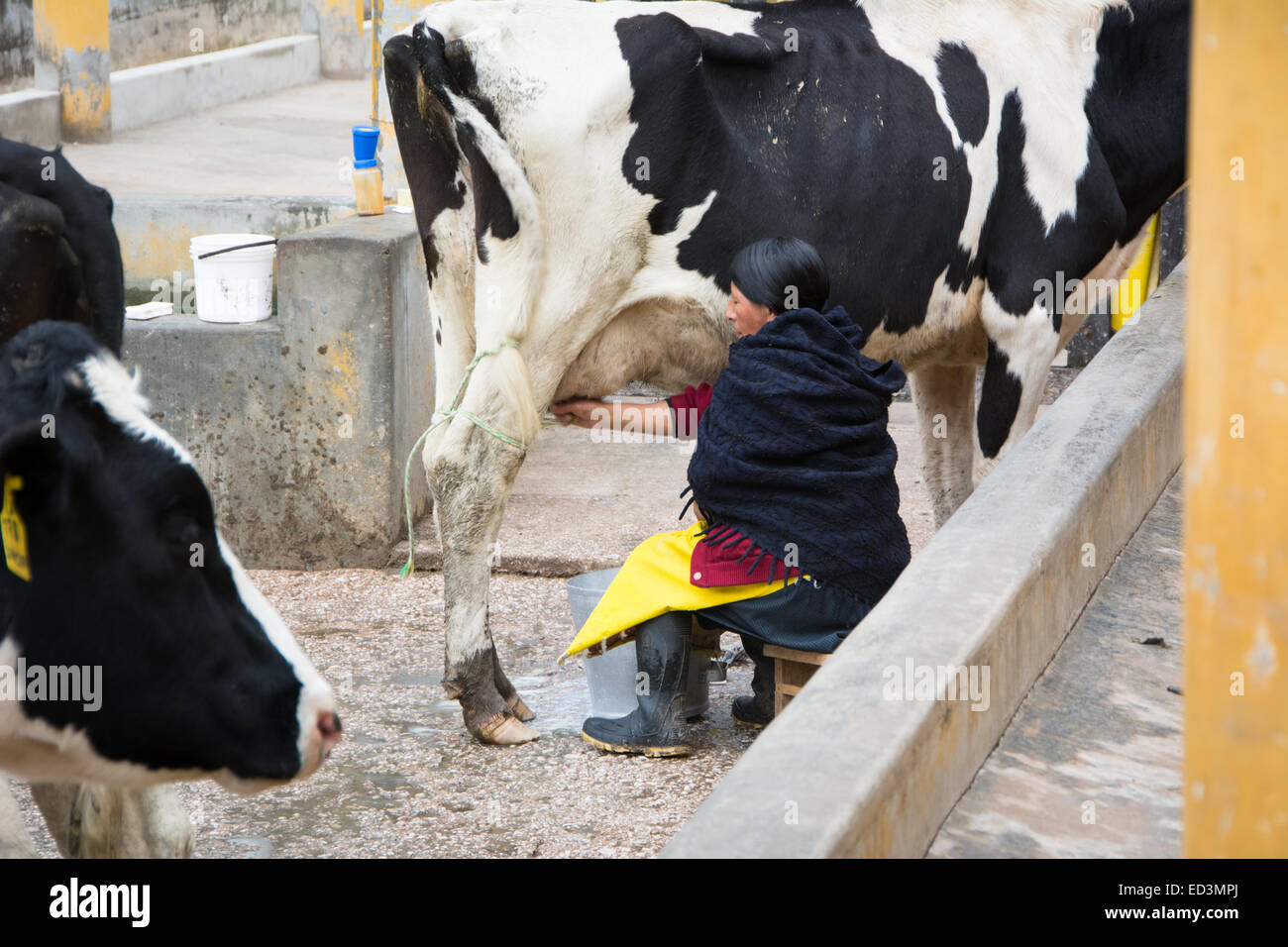 Tradizionale peruviano lady di mungere una vacca a mano Foto Stock