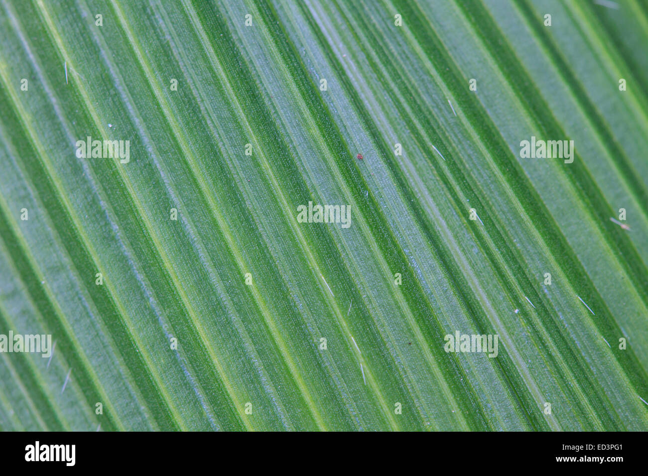 Immagine astratta di Verde foglie di palmo in natura Foto Stock
