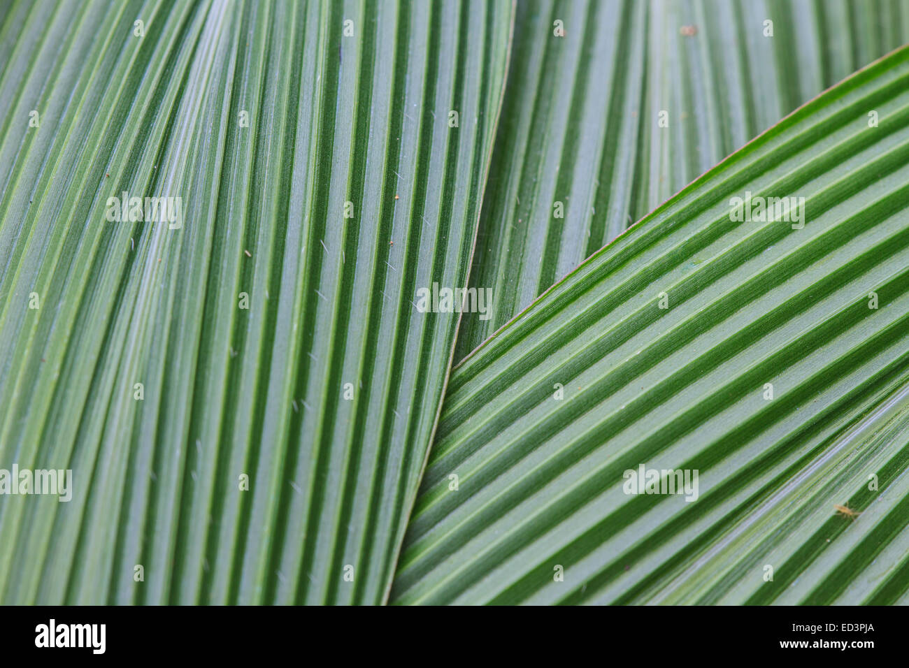 Immagine astratta di Verde foglie di palmo in natura Foto Stock